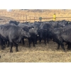 Image 4 : Midpoint Farms - 26 Black Angus X April/May Calving Bred Heifers (Drayton Valley, AB)
