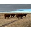 Image 6 : 1911 Farms (Meah & Chad Olsen) - 6 Red Heifers (Pen 721)