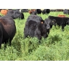 Image 5 : Kingsclere Ranch - 570# October Delivery Steer Calves - 100 Head (Parson, BC)