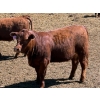 Image 7 : PSV Farms Ltd. - 880# May Delivery Heifers - 35 Head (Enchant, AB)