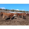 Image 2 : C.H. Priest Contracting Ltd. - 1350# Cows - 45 Head (Ootsa Lake, BC)