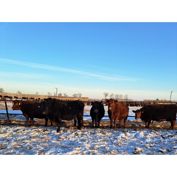 Four Harts Cattle Co. - 1400# Cows - 34 Head (Vermilion, AB)