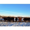 Image 1 : Four Harts Cattle Co. - 1400# Cows - 34 Head (Vermilion, AB)