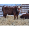 Image 4 : Lyzenga Farms - 7 RBF Heifers (Pen 739)