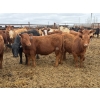 Image 3 : Chipping Hill Cattle Co. - 525# May Delivery Heifers - 65 Head (MacGregor, MB)