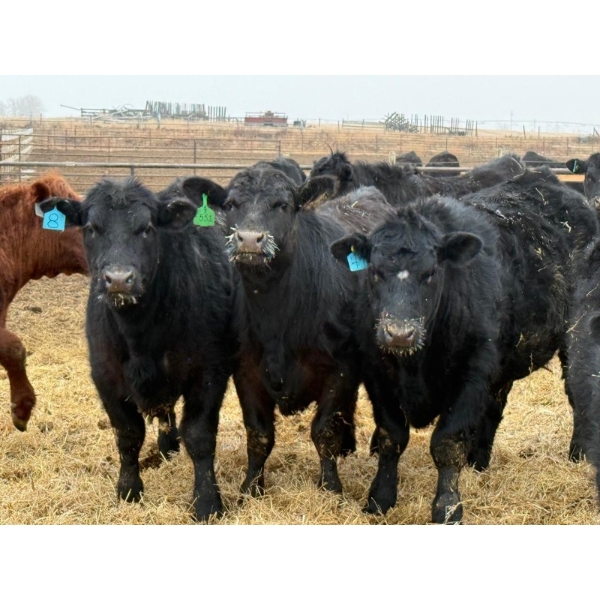 Justin Tateson - 925# March Delivery Steers - 70 Head (Scandia, AB)
