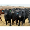 Image 1 : Justin Tateson - 925# March Delivery Steers - 70 Head (Scandia, AB)