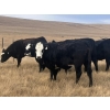 Image 5 : One Mile Ranch - 6 BBF Angus X Spring Calving Bred Heifers (Cowley, AB)