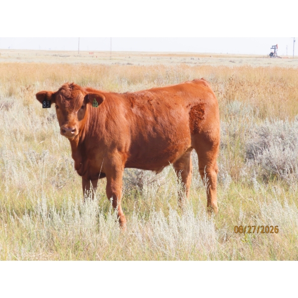 Leonard Lundquist/Andrew Ranching - 675# October Delivery Steer Calves - 90 Head (Rolling Hills, AB)