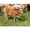 Image 15 : Wayne & Logan Lytwyn - 645# Oct/Nov Delivery Steer Calves - 190 Head (Winnipegosis, MB)