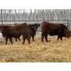 Image 6 : Winn Man Farms - 780# March Delivery Steers - 78 Head (Winnipegosis, MB)