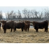 Image 5 : Winn Man Farms - 720# March Weaned Steers - 85 Head (Winnipegosis, MB)