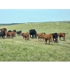 Image 21 : Garvin Kostal - 625# November Delivery Steer Calves - 95 Head (Spring Valley, SK)