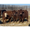 Image 3 : Dwayne Nicolay - 720# February Delivery Steers - 86 Head (Rocky Mountain House, AB)