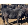 Image 13 : Jarokosky Farms - 800# March/April Delivery Heifers - 40 Head (Lethbridge, AB)
