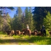 Image 5 : Harpur Ranch - 590# November Delivery Steer Calves - 70 Head (Rock Creek, BC)