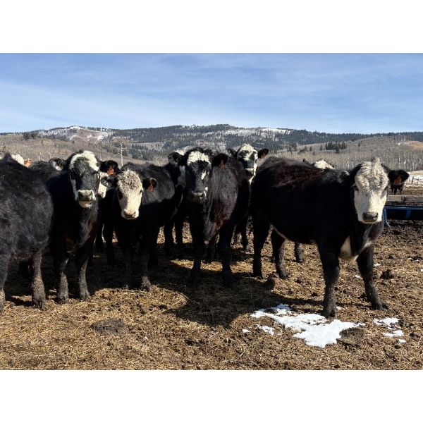 Nelson Creek Ranch - 25 BBF/BWF Angus/Hereford X Replacement Heifers (Claresholm, AB)
