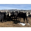 Image 1 : Nelson Creek Ranch - 25 BBF/BWF Angus/Hereford X Replacement Heifers (Claresholm, AB)