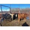 Image 4 : Turtleview Livestock - 750# February Delivery Steers - 81 Head (Goodlands, MB) VBP+