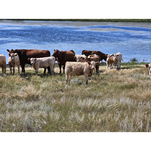 Logan Ranching - 625# November Delivery Heifer Calves - 85 Head (Oyen, AB)