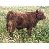 Image 7 : Matthew & Allisa Spruyt - 600# Steer Calves - 80+ Head (Tofield, AB)