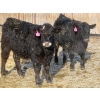 Image 8 : CDA Farms Ltd. - 990# February Delivery Steers - 45 Head (Lemberg, SK)