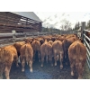 Image 6 : Bob & Donna, Nikita Leavitt - 600# October Delivery Steer Calves - 55 Head (Kamloops, BC) VBP+