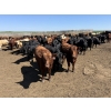 Image 2 : Hegedys Ranching - 1060# June Delivery Steers - 177 Head (Acme, AB)