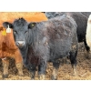 Image 9 : JG Larson Livestock (V-V) - 720# April Delivery Heifers - 78 Head (Jenner, AB) VBP+