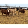 Image 7 : JDC AG - 900# August Delivery Heifers - 180 Head (Yorkton, SK)