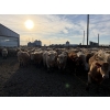 Image 5 : Williamson Farms - 939# February Delivery Steers - 195 Head (Bow City, AB)
