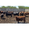 Image 5 : South Island Farms - 980# June/July Delivery Heifers - 100 Head (Bow Island, AB)