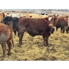 Image 2 : Birch Island Land & Cattle - 1025# April Delivery Steers - 57 Head (Rhein, SK)