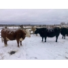 Image 11 : Merrick Campbell Herd Dispersal - 32 Mature Bred Cows (Calahoo, AB) VBP+