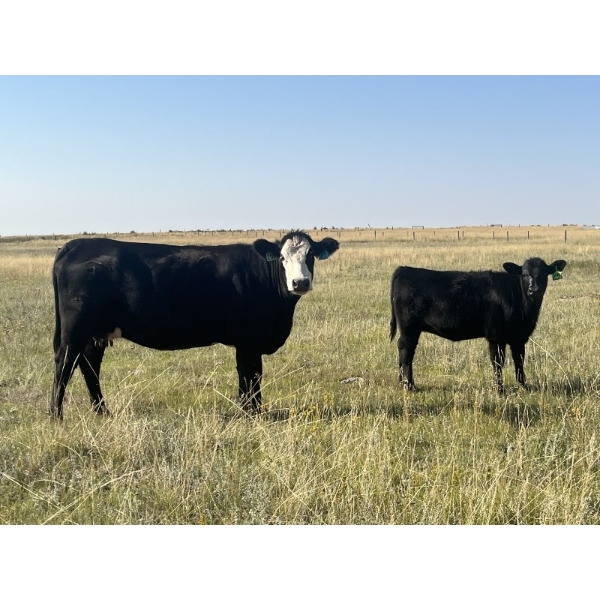 Brad & Sandy Lockhart - 460# October Delivery Heifer Calves - 110 Head (Big Stone, AB)