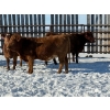 Image 11 : Greg Trewin - 30 RBF/RWF/Red Bred Heifers (Coulter, MB)