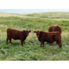 Image 4 : Indian Springs Land & Cattle - 600# October Delivery Heifer Calves - 90 Head (Hussar, AB)