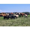 Image 14 : Wunder Farms - 550# October Delivery Steer Calves - 50 Head (Foam Lake, SK)