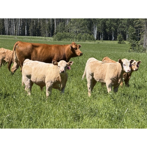 Cunningham Cattle Co. - 680# October Delivery Steer Calves - 270 Head (Sundre, AB)