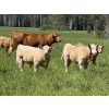 Image 1 : Cunningham Cattle Co. - 680# October Delivery Steer Calves - 270 Head (Sundre, AB)