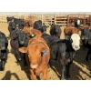 Image 3 : Van Hal Livestock Inc. - 700# May Delivery Heifers - 75 Head (Seven Persons, AB)