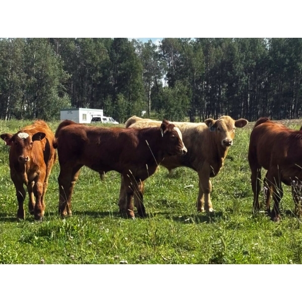 Emil Larson - 47 Oct/Nov Delivery Steers & Heifers (Millet, AB)