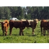 Image 1 : Emil Larson - 47 Oct/Nov Delivery Steers & Heifers (Millet, AB)