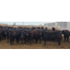 Image 7 : M.S. MacLean Livestock - 1020# March Delivery Steers - 80 Head (Coaldale, AB)