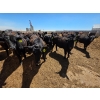 Image 6 : M.S. MacLean Livestock - 1000# May Delivery Steers - 78 Head (Coaldale, AB)