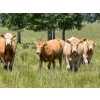 Image 4 : Midpoint Farms - 900# October Delivery Grass Heifers - 70 Head (Drayton Valley, AB)
