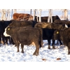 Image 5 : Coteau Ranch - 1350# Cows - 45 Head (Kisbey, SK)