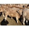Image 5 : Stankievech Ranches - 770# January Delivery Steers - 80 Head (Trochu, AB)