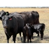 Image 18 : Sand Creek Enterprises - 630# October Delivery Steer Calves - 46 Head (Duchess, AB)