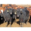 Image 7 : Hebert Livestock Ventures - 635# February Delivery Steers - 100 Head (Wawota, SK) VBP+
